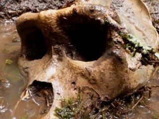 有名YouTuberがUMAビッグフットの死骸を発見か？ 謎の巨大頭蓋骨が世界的話題