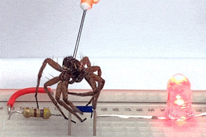 死んだクモをロボット化して蘇らせる戦慄の新技術「ネクロボット」爆誕！（最新研究）の画像1