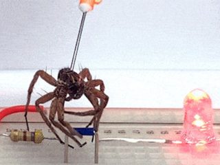 死んだクモをロボット化して蘇らせる戦慄の新技術「ネクロボット」爆誕！（最新研究）