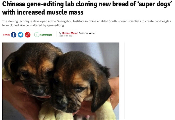 中韓が遺伝子編集で「スーパードッグ」を作りまくっていると判明！ 光る細胞、筋肉ムキムキ…！の画像1