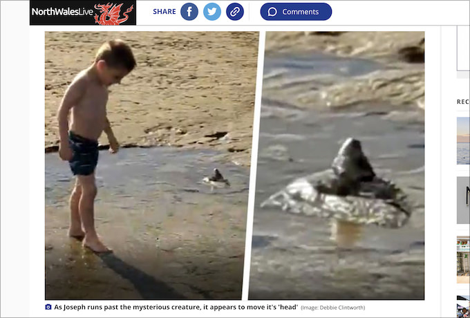 砂浜から未知の怪物が出現、少年に会釈する恐怖の瞬間! 専門家困惑の異様すぎる光景=英の画像1