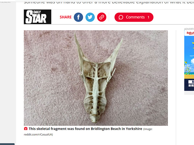 「ドラゴンの頭蓋骨」と噂の奇妙な物体 その意外すぎる正体とは?の画像1