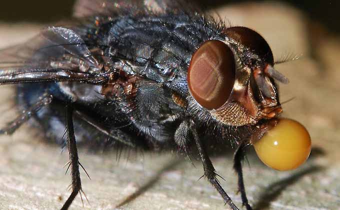 ハエは「嘔吐物を霧吹き噴射」している! 接触物全てを汚染、薬剤耐性菌を持つ可能性もの画像2