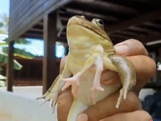 タイで幸運を呼ぶ「６本の足のカエル」が見つかる！ 飼い主は宝くじに当選