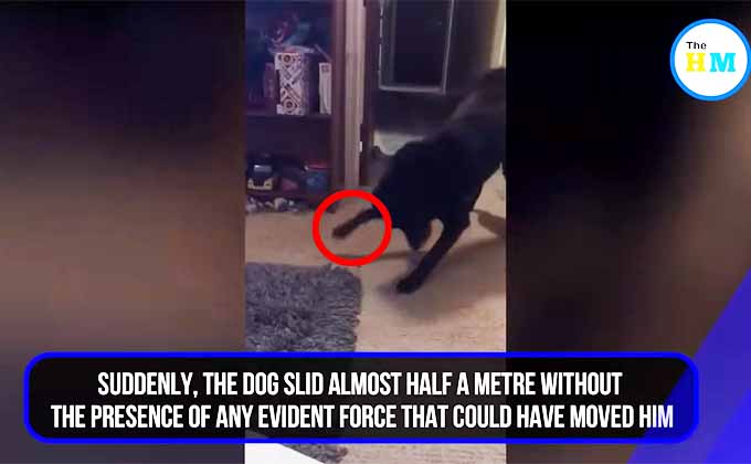 幽霊が犬を床に押し付けた？ 怪奇現象多発の家で撮影された衝撃映像の画像1