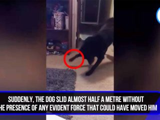 幽霊が犬を床に押し付けた？ 怪奇現象多発の家で撮影された衝撃映像