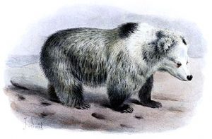 獣人型UMA「イエティ」の正体はチベットの●●か! 幼獣「ミティ」とは?の画像2