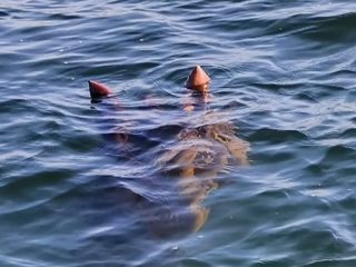 カナダの未確認生物「オゴポゴ」の撮影に成功か？ 湖から現れた2本の角