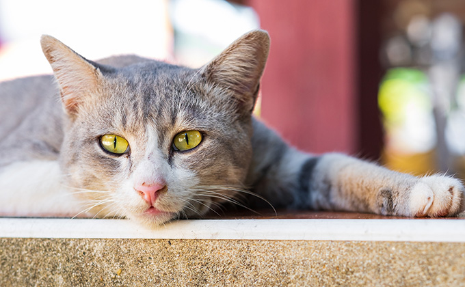沖縄県の「野良猫捕獲計画」が残酷である理由とは？ 殺処分激増の恐れ、取材で判明した杜撰な実態の画像1