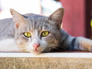 沖縄県の「野良猫捕獲計画」が“残酷”である理由とは？ 殺処分激増の恐れ、取材で判明した杜撰な実態