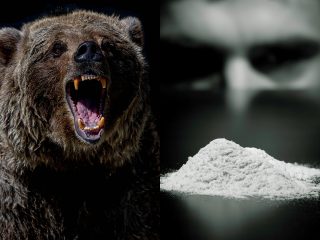 密輸麻薬を大量摂取したクマが狂暴化！ 「コカイン・ベア」の実話が映画化される