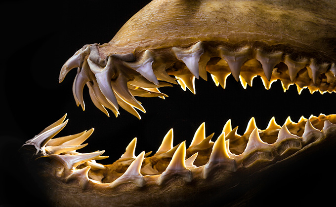 古代サメの墓場が発見される… 海底から750匹分のサメの歯、なぜ？の画像1