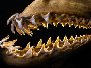 古代サメの墓場が発見される… 海底から750匹分のサメの歯、なぜ？