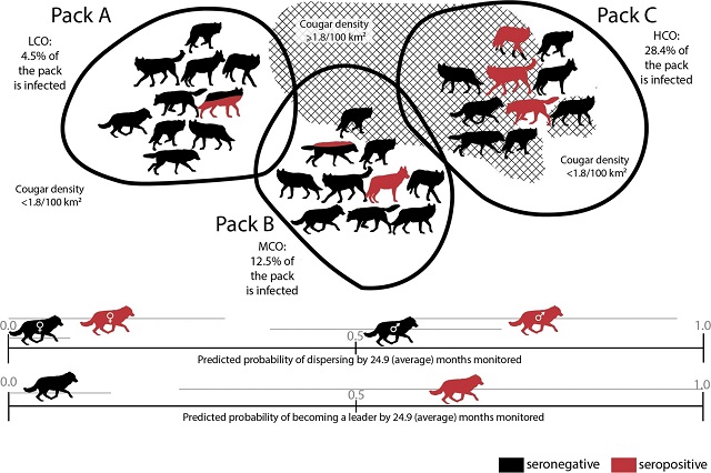 寄生虫に操られたオオカミは46倍リーダーになりやすい! マインドコントロールで決断力アップ(最新研究)の画像2