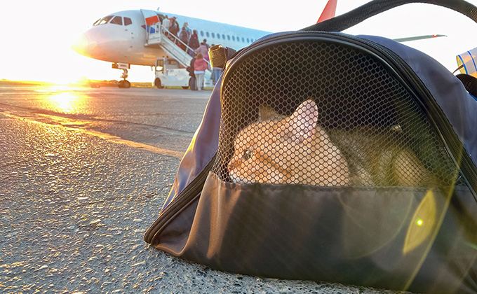 ボリビア航空が迷子猫の捜索に「超能力ペット探偵」を起用！ 政府お墨付きも国民から非難殺到 の画像1