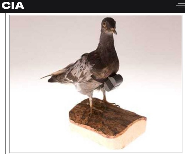 CIAの「スパイ鳩」が市民を監視! 訓練されたハトの偵察活動は実行可能と結論の画像1