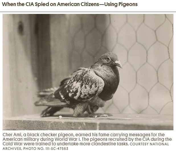 CIAの「スパイ鳩」が市民を監視! 訓練されたハトの偵察活動は実行可能と結論の画像3