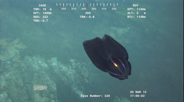 これが生き物!? 海底1000mに浮かぶ謎の紋章が突如姿を変えて… 想定外のエイリアンクリーチャーにネット騒然の画像1