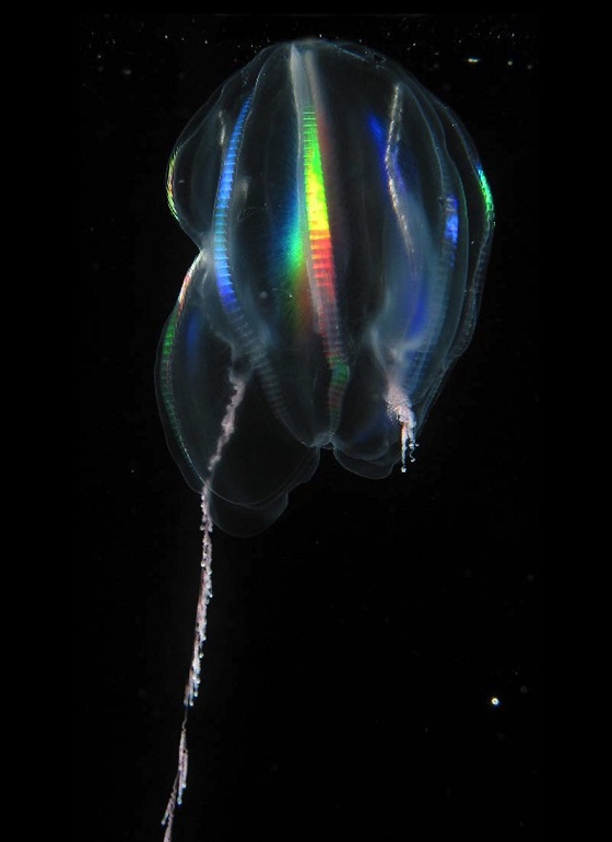これが生き物!? 海底1000mに浮かぶ謎の紋章が突如姿を変えて… 想定外のエイリアンクリーチャーにネット騒然の画像3