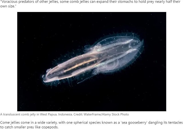 これが生き物!? 海底1000mに浮かぶ謎の紋章が突如姿を変えて… 想定外のエイリアンクリーチャーにネット騒然の画像4
