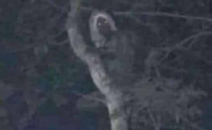 メキシコ大統領が「謎の生物」の画像を公開! マヤ文明の精霊と主張するが… の画像1