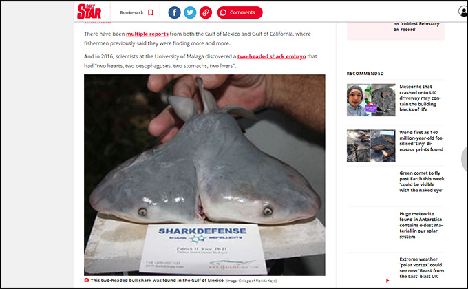 「双頭のサメ」が急増中… 乱獲が原因か？ 科学者が警鐘の画像1