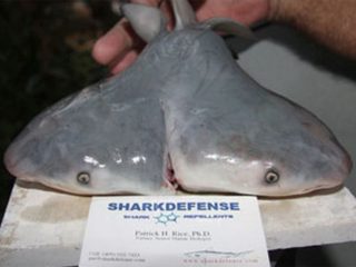 「双頭のサメ」が急増中… 乱獲が原因か？ 科学者が警鐘