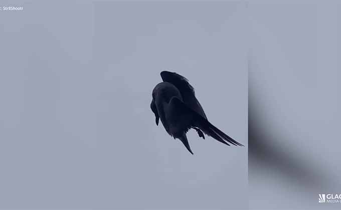 「空中で静止した鳥」が撮影される! 原因不明で専門家も困惑、この世が仮想現実であることを示す証拠かの画像3