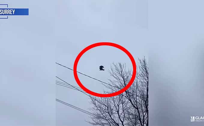 「空中で静止した鳥」が撮影される！ 原因不明で専門家も困惑、この世が仮想現実であることを示す証拠かの画像1