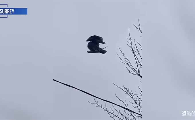「空中で静止した鳥」が撮影される! 原因不明で専門家も困惑、この世が仮想現実であることを示す証拠かの画像2