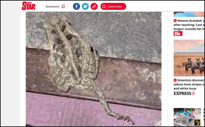 珍しい5本足のカエルが発見される! 長い尻尾のように伸び… 原因は?の画像2