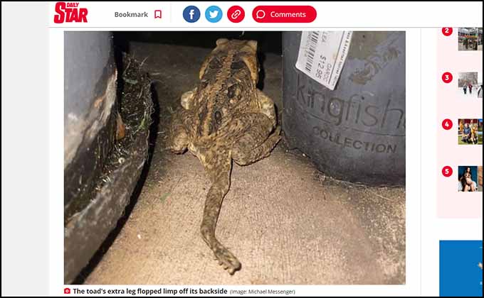 珍しい5本足のカエルが発見される! 長い尻尾のように伸び… 原因は?の画像1