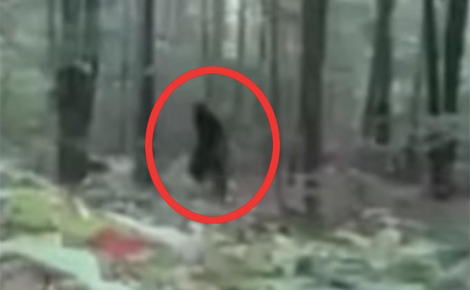強烈な獣臭とともに現れた「ビッグフット」の映像! 犬が異常に怯え、接近を拒否の画像1