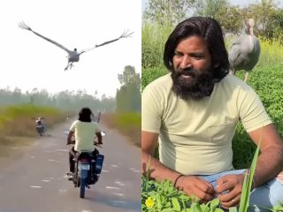 リアル「鶴の恩返し」がインドで発生！ 命を救ってくれた男性の傍から離れず1年以上滞在中