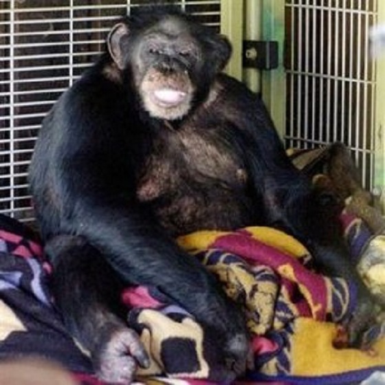チンパンジーに顔面を破壊された女性の痛ましい姿… 野生動物をペットにすることのリスクの画像2