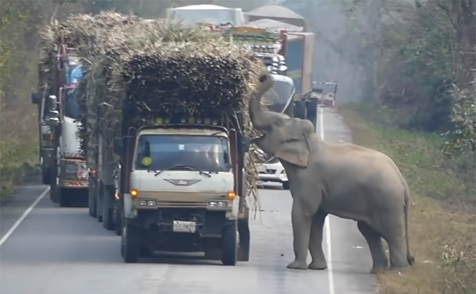 タイで「砂糖中毒のゾウ」が大暴れ! サトウキビ農家が悲鳴の画像1
