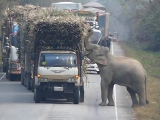 タイで「砂糖中毒のゾウ」が大暴れ！ サトウキビ農家が悲鳴