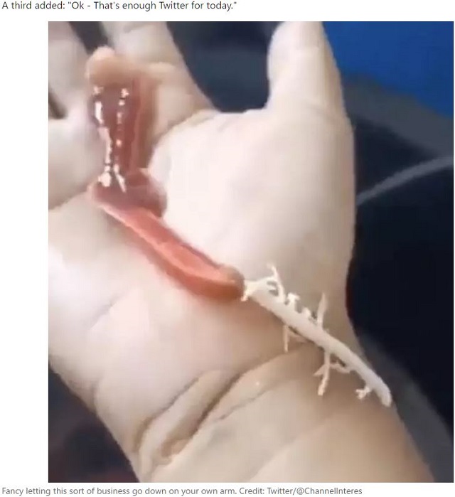 フンを吐き出すグロすぎる姿! 謎に包まれた生き物ヒモムシとは?の画像2