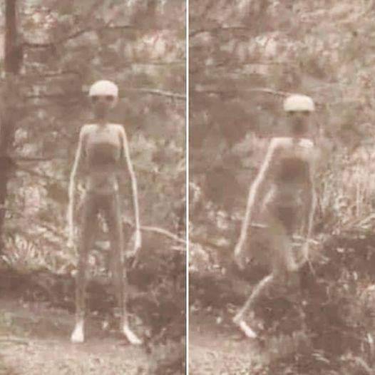 フランスでヒト型UMA「RAKE」と遭遇! 研究家が写真を公開!の画像1