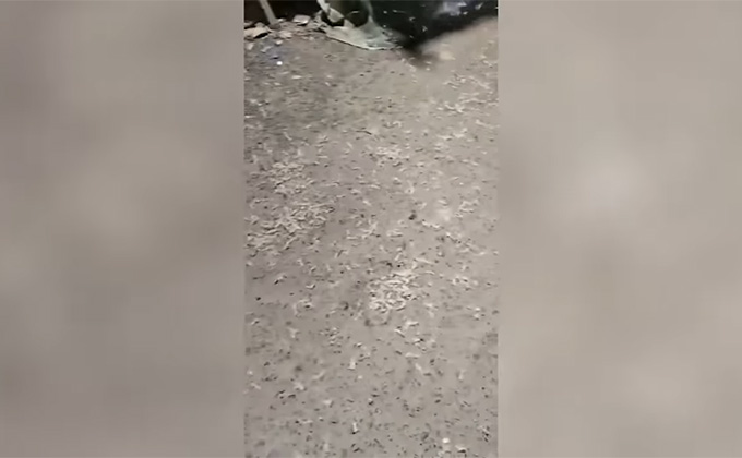 インドで「白いスパゲッティ型の虫」が降り注ぐ! 原因不明、恐怖の映像が公開されるの画像1