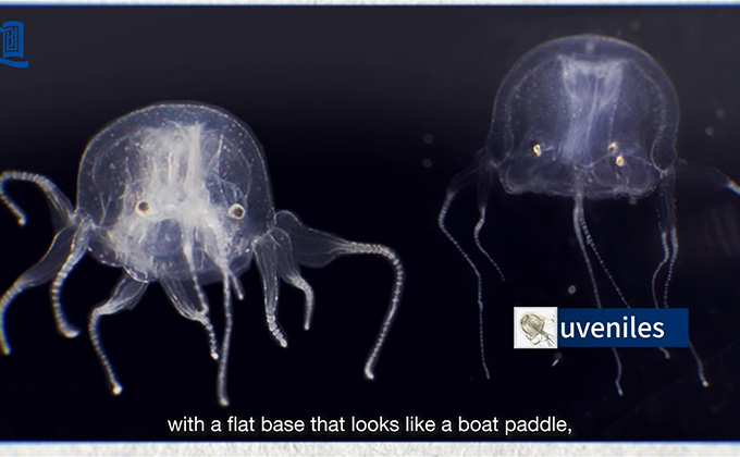 24個の目を持つ「立方体型の生物」を発見! 新種のクラゲと認定されるの画像1
