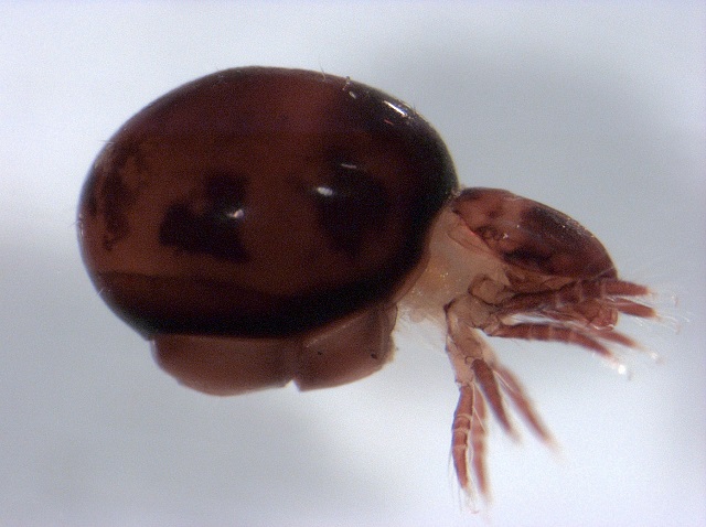 最強怪力虫「ササラダニ」とは? 体重の1000倍以上を挙上する脅威のパワーの画像1