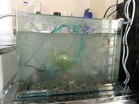 空気からエネルギーを取り出す!? 永久機関開発者のエピソードがすごい! 水槽の水を永久に浄化する活水器とは?の画像9
