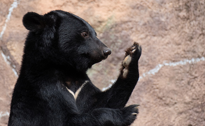 一撃で顔面が崩壊するクマの殺傷能力を医学的に解説! 初撃は「左のビンタ」が圧倒的に多い、素手でクマを倒す方法も紹介=亜留間次郎の画像3