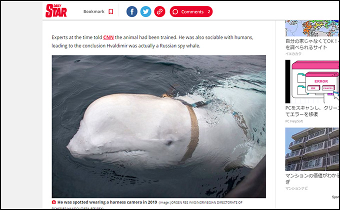 スパイクジラの出現に北欧の漁協が警告! ロシア秘密部隊に訓練された?の画像2