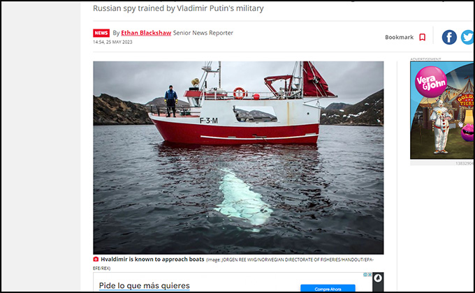 スパイクジラの出現に北欧の漁協が警告! ロシア秘密部隊に訓練された?の画像1