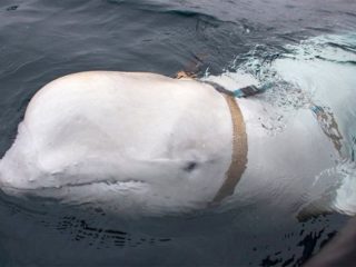 スパイクジラの出現に北欧の漁協が警告！ ロシア秘密部隊に訓練された？