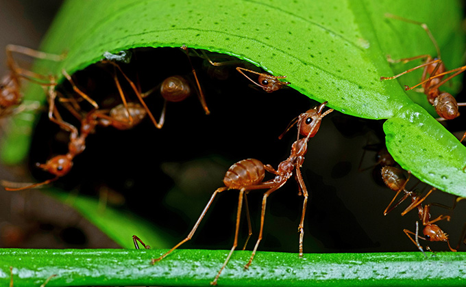 アリの巣に男性器を突っ込んでED治療？ タイのあまりにも危険すぎる民間療法… 世界の変態図鑑（3）の画像1