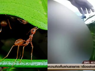アリの巣に男性器を突っ込んでED治療？ タイのあまりにも危険すぎる民間療法… 世界の変態図鑑（3）