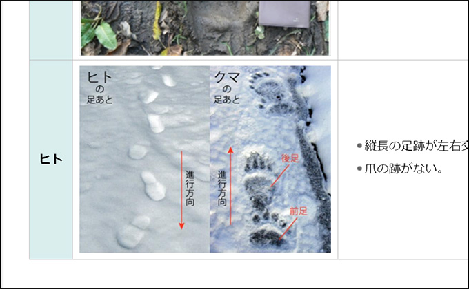 人間の倍の大きさ「ビッグフットの足跡」を発見か? 他の足跡と比較、ある特徴を発見の画像3